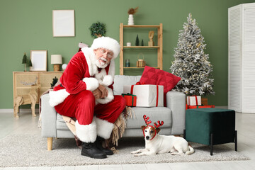 Wall Mural - Santa Claus with cute Jack Russell Terrier dog in reindeer horns celebrating Christmas at home