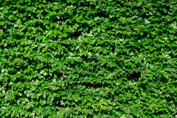 Wall Mural - tropical leaves texture,abstract nature leaf green texture background,picture can used wallpaper des
