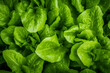 The top view close up detail of fresh green lettuce cultivated and grown up in a field, wallpaper and background. Generative AI.