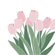 Spring flowers vector illustration. Bouquet of pink tulips flowers for Valentine's Day, Birthday, Mother's Day.