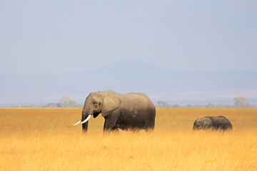 Canvas Print - African elephant (Loxodonta africana) cow with young calf in grassland, Amboseli National Park, Kenya.