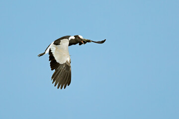 Wall Mural - A blacksmith lapwing (Vanellus armatus) in flight with open wings, South Africa.