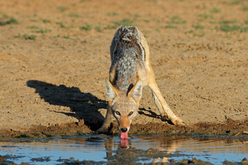 Wall Mural - A black-backed jackal (Canis mesomelas) drinking water, Kalahari desert, South Africa.