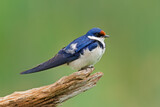 White-throated swallow (Hirundo albigularis) perched on a branch, South Africa