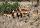 Fototapeta  - Impala herd foraging in the sun-dried savannah in the dry season