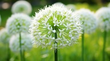 Macro Of Blooming Onion Flower Head In The Garden. Agricultural Background. Green Onions. Spring Onions Or Sibies. Summertime Rural Scene. White Flowers . Allium. Horizontal Photo. Copy Space