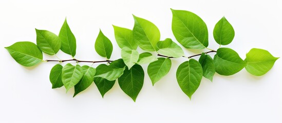 Poster - Eco-friendly planet symbol: green leaves on white background.