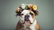 Bulldog breed dog wearing a wreath of flowers on a plain background. Spring and holiday concept