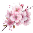 sakura pink cherry blossom