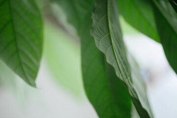 Wall Mural - green leaf background