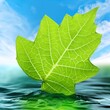 green leaf and water leaf, green, nature, isolated, tree, plant, maple, leaves, white, macro, botany, autumn, season, oak, spring, summer, closeup, foliage, vein, fresh, 