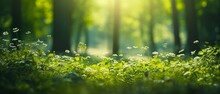 Summer Beautiful Spring Perfect Natural Landscape Background, Defocused Green Trees In Forest With Wild Grass And Sun Beams. Create Using A Generative AI Tool 