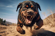 Aggressive Rottweiler pulling very hard towards the screen.