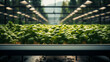 Modern Industrial greenhouse with lettuce beds. Eco-friendly farming concept Generative AI