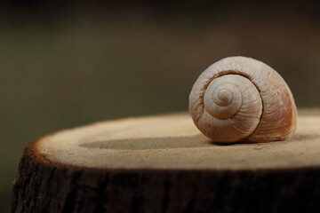 Wall Mural - Closeup of an empty snail shell on wood slice