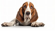 Cute Basset Hound dog