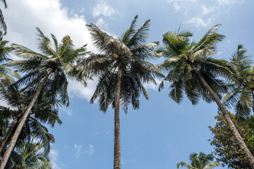 Wall Mural - silhouettes of coconut trees palms against the blue sky of India with sunset