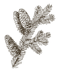 Balsam fir tree branch hand drawn vector