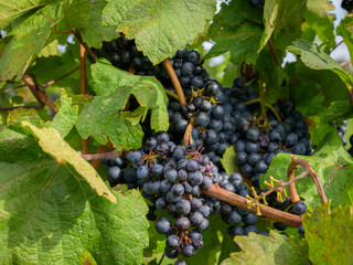 Wall Mural - Ripe grapes in a vineyard in Vienna