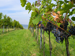 Wall Mural - Ripe grapes in a vineyard in Vienna