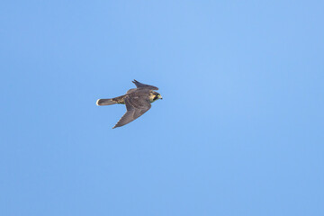 Poster - A Peregrine Falcon in flight blue sky