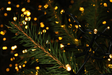 Wall Mural - Yellow lights and christmas branches on black background, close up