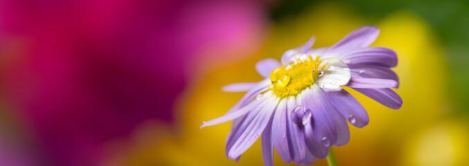 Canvas Print - flower with rain drops - a macro photography