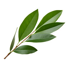 bay leaf, png