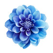 Blue flower isolated on transparent background