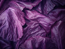 Red Cabbage Closeup Wallpaper Vegies Backdrop Purple Leaves Background