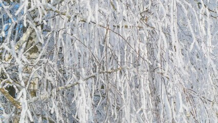Aufkleber - Birch branches in winter with snowfall. 4k video background
