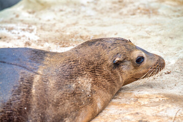 Poster - Large sea lion colonies on the shores of la Jolla Cove, San Diego, California