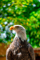 Sticker - Birds in captivity in Vancouver Island