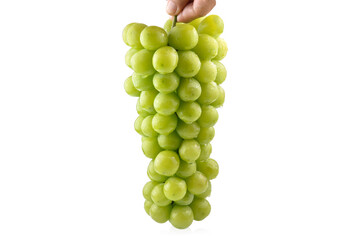 Wall Mural - Grapes isolated. Bunch of ripe green grapes in water drops.