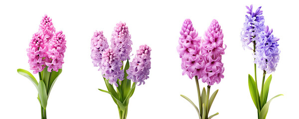 Purple and pink hyacinth, spring flowers, isolated or white background