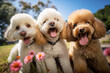 A group of playful smiling poodles
