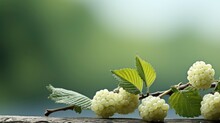 Japanese Alder Alnus Japonica Fruits Grows, HD, Background Wallpaper, Desktop Wallpaper