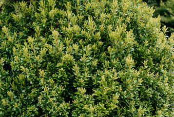 Boxwood bush close-up. Park decor. 