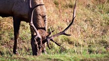 A Large Mature Bull Elk Feeding On Grasses