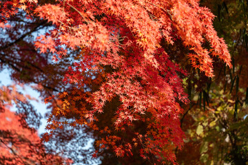 Wall Mural - beautiful maple leaves on the tree in autumn season.