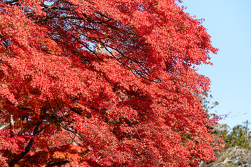 Wall Mural - beautiful maple leaves on the tree in autumn season.