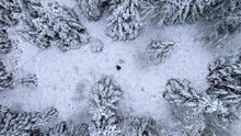 Man walking through a snowy forest landscape across a clearing. A cold day in the winter forest. Bird's eye view