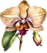 orchid flower illustration