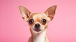 cute little pet dog chihuahua headshot on studio photo shot on pink color background, copy space. Generative AI