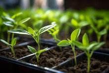 Young Seedlings In Pots