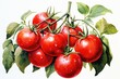 watercolor tomatoes isolated on white , AI Generated