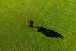 © Westend61 - Austria, Upper Austria,Single tree on green mowed field