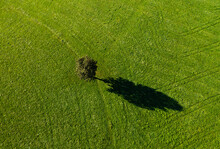 Austria, Upper Austria,Single Tree On Green Mowed Field