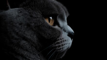 British Shorthair Cat Side Ways View Against Black Background Closeup Looking To The Right