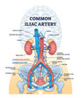Common iliac artery as aorta towards the pelvic region outline diagram. Labeled educational medical scheme with blood flow anatomy and body arteries vector illustration. Renal and hepatic veins.